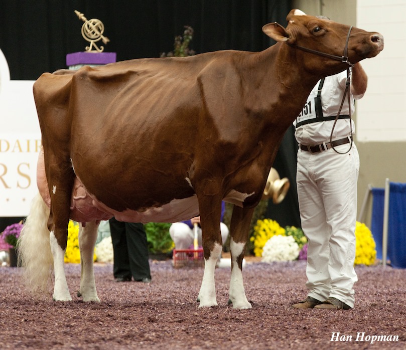 VG2yr. Old grand dtr of APPLE Upstream Holsteins